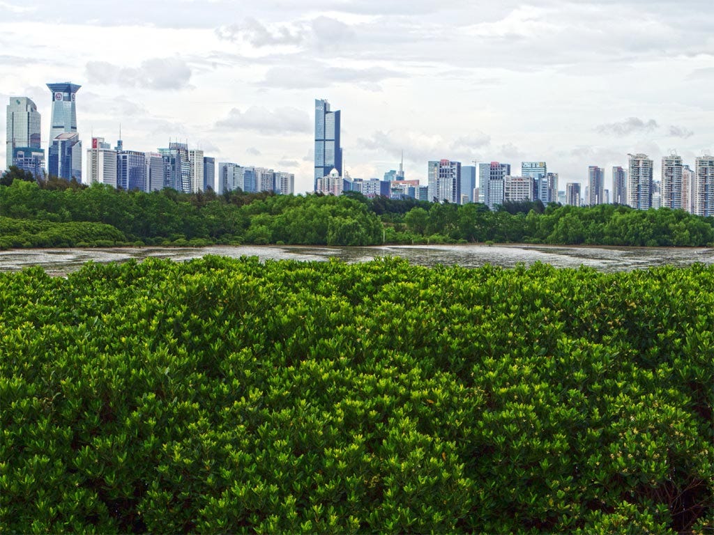 The Mangrove ecosystem plays a significant role in carbon and pollutant absorption and in coastal protection.