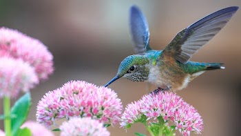 Hummingbird Wallpaper