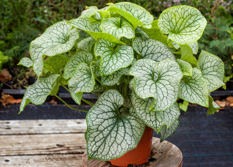 Brunnera macrophylla 'Alexander Great' in primo piano, fogliame argenteo variegato in un giardino ombreggiato.