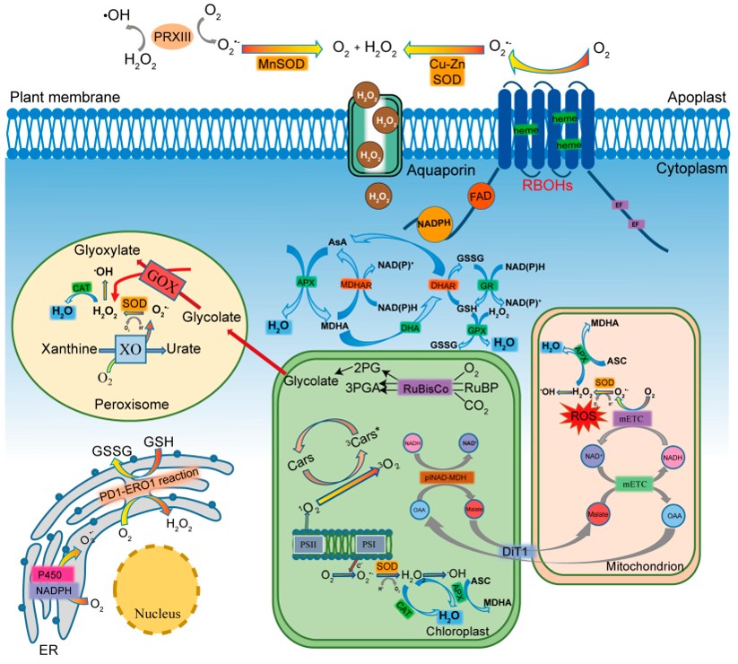 Oxidative Signaling in Plants