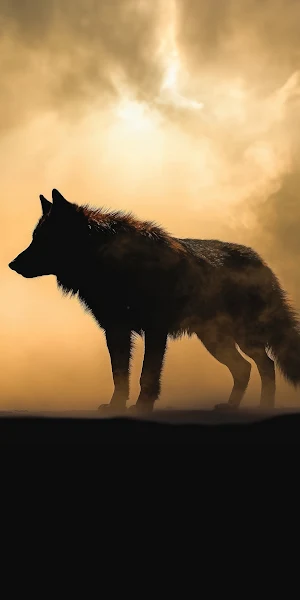 Wolf, Silhouette, Wildlife, Predator 4K iPhone Wallpaper Background