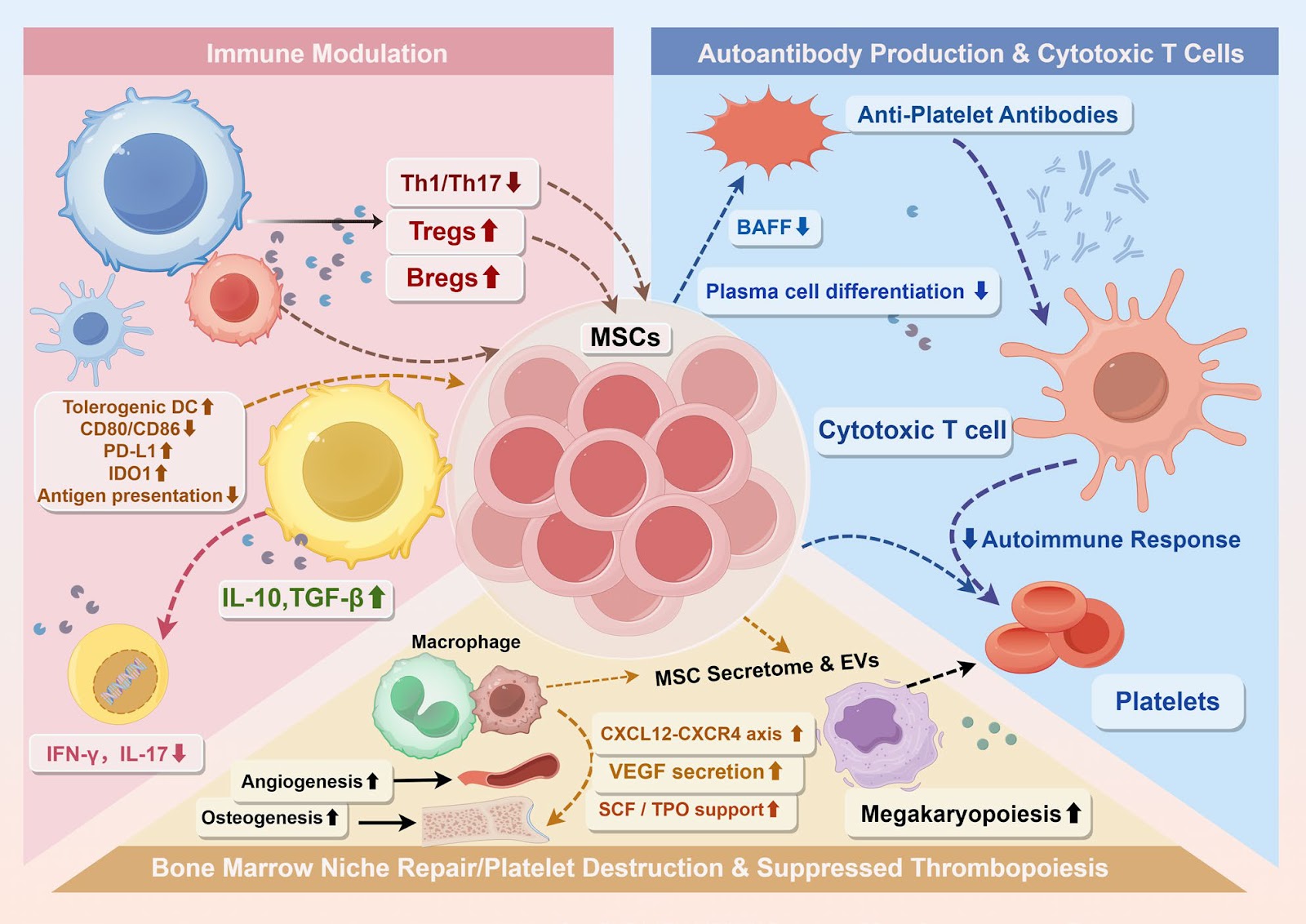 Innovative strategies for immune thrombocytopenia treatment: immunomodulatory mechanisms and clinical potential of mesenchymal stem cells