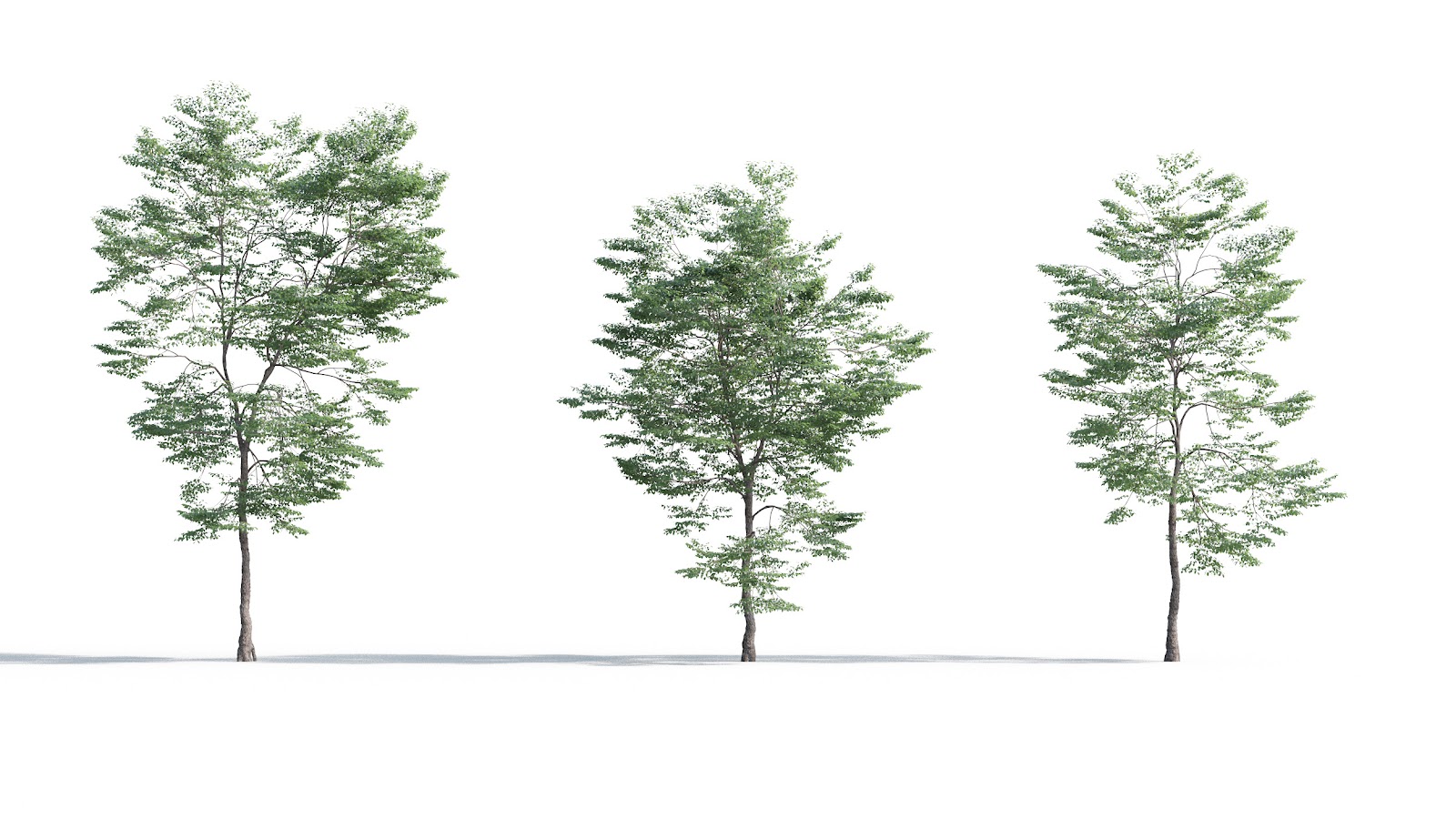 Maxtree - Plant Models Vol.5
