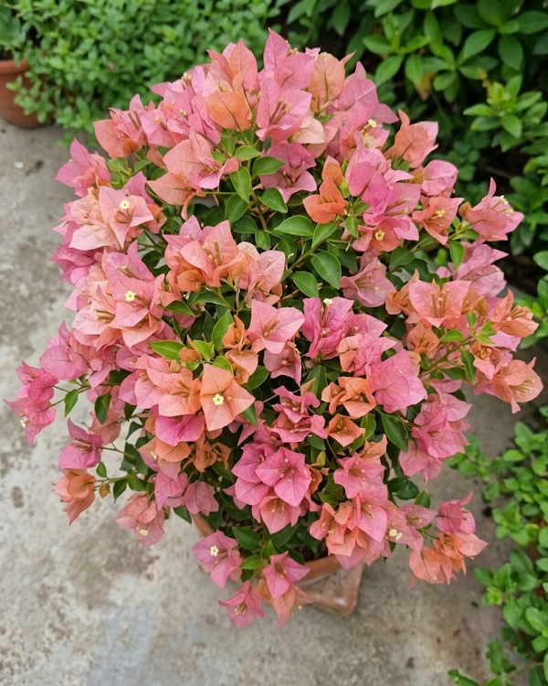 Imported Kayata Bougainvillea Plant