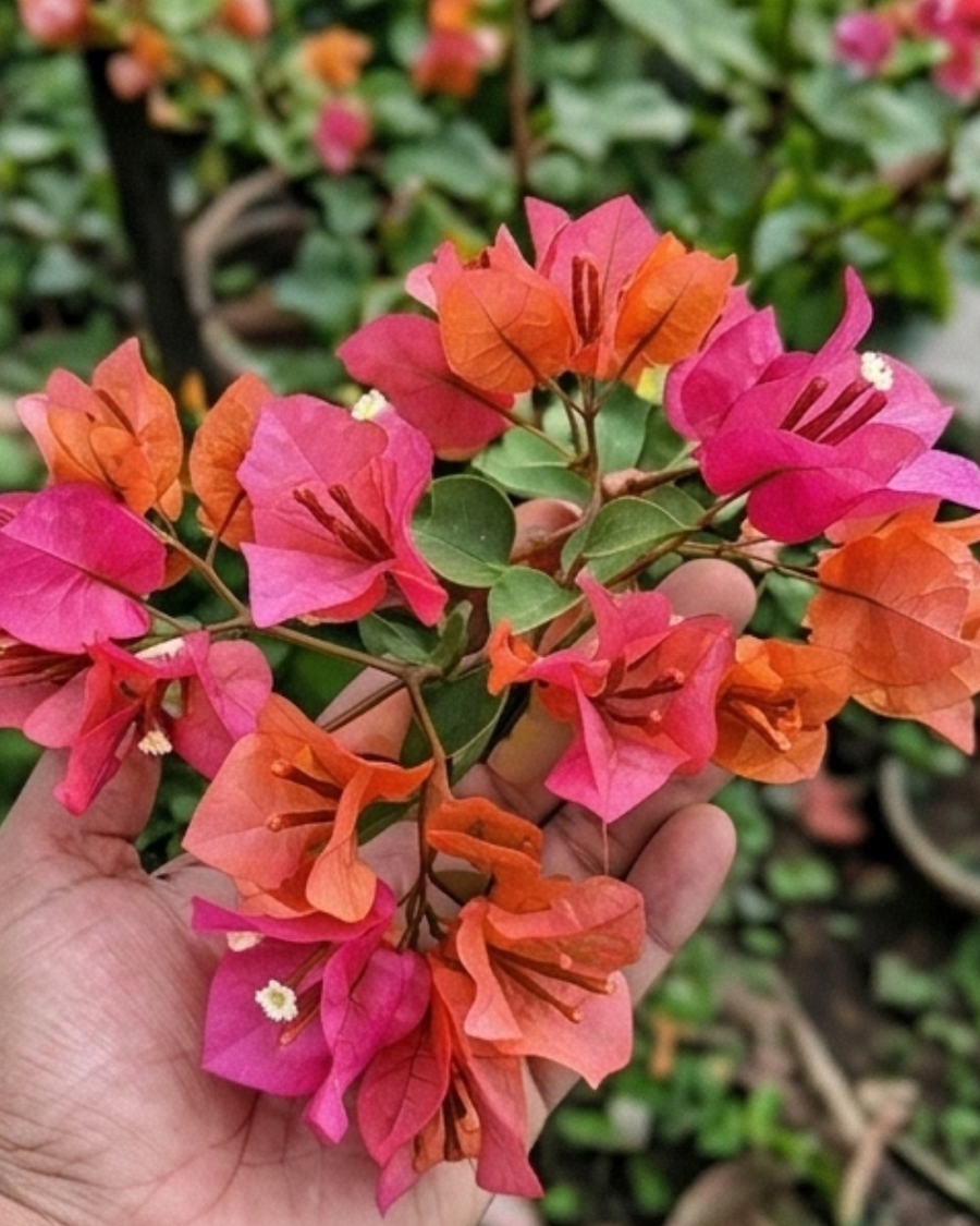 Imported Red Wonder Bougainvillea Plant — view 3