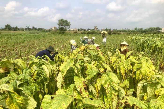 Hồn quê chắt chiu từ đất mặn làm nên hương khói thuốc lào - Báo Tin Tức TTXVN