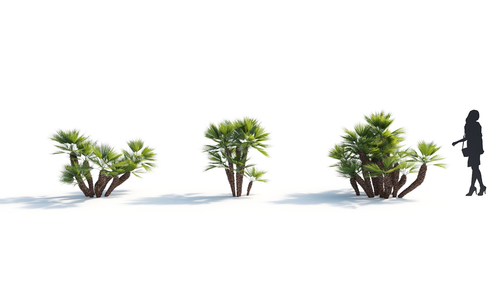 Maxtree - Plant Models Vol.7