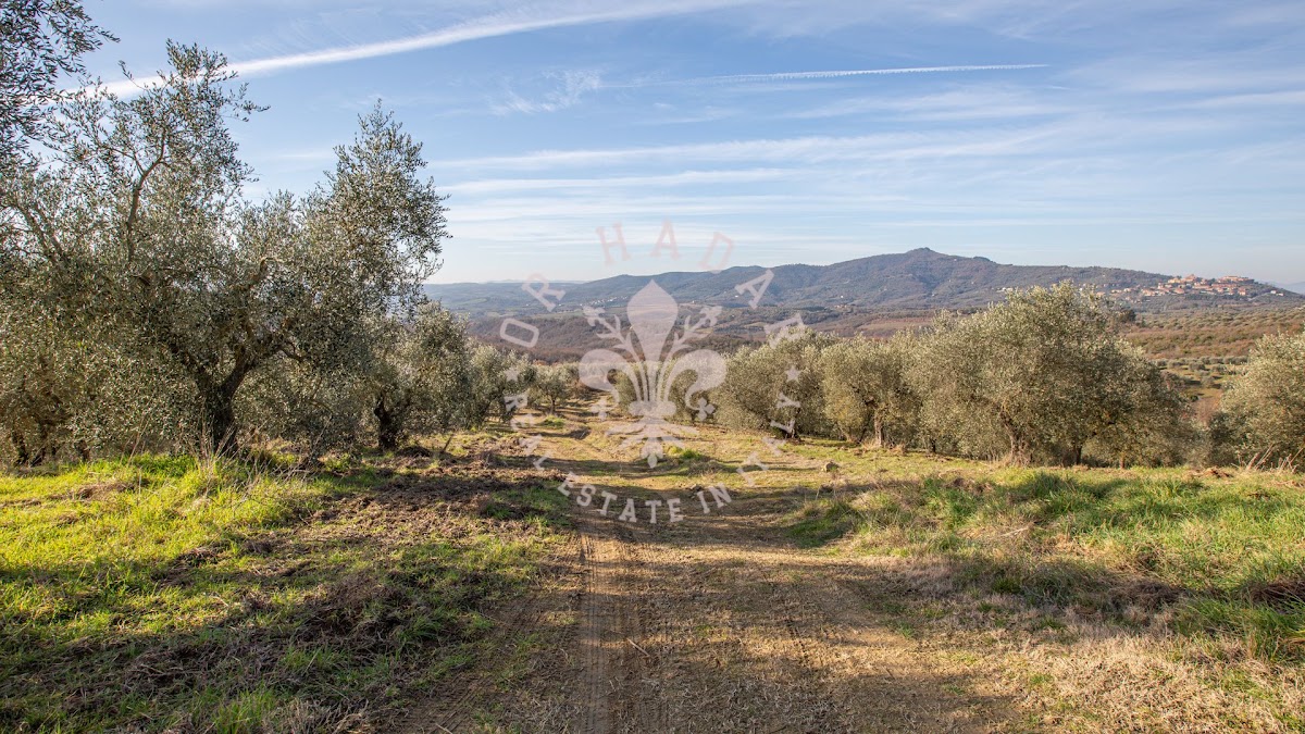 הפוג'יו דגלי אוליבי (Il Poggio degli Ulivi) — 15