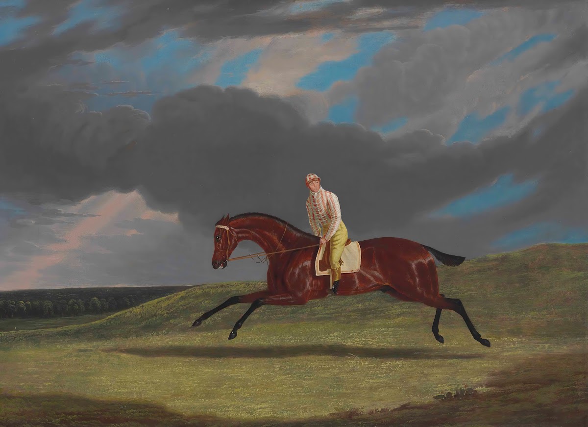 Corduroy a Bay Racehorse with a Jockey up Galloping on a Racecourse