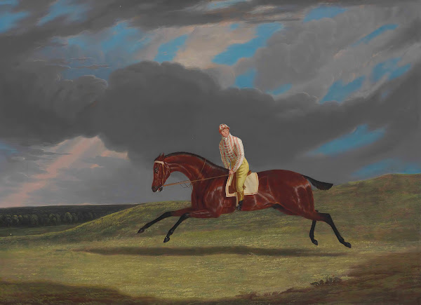 Corduroy a Bay Racehorse with a Jockey up Galloping on a Racecourse