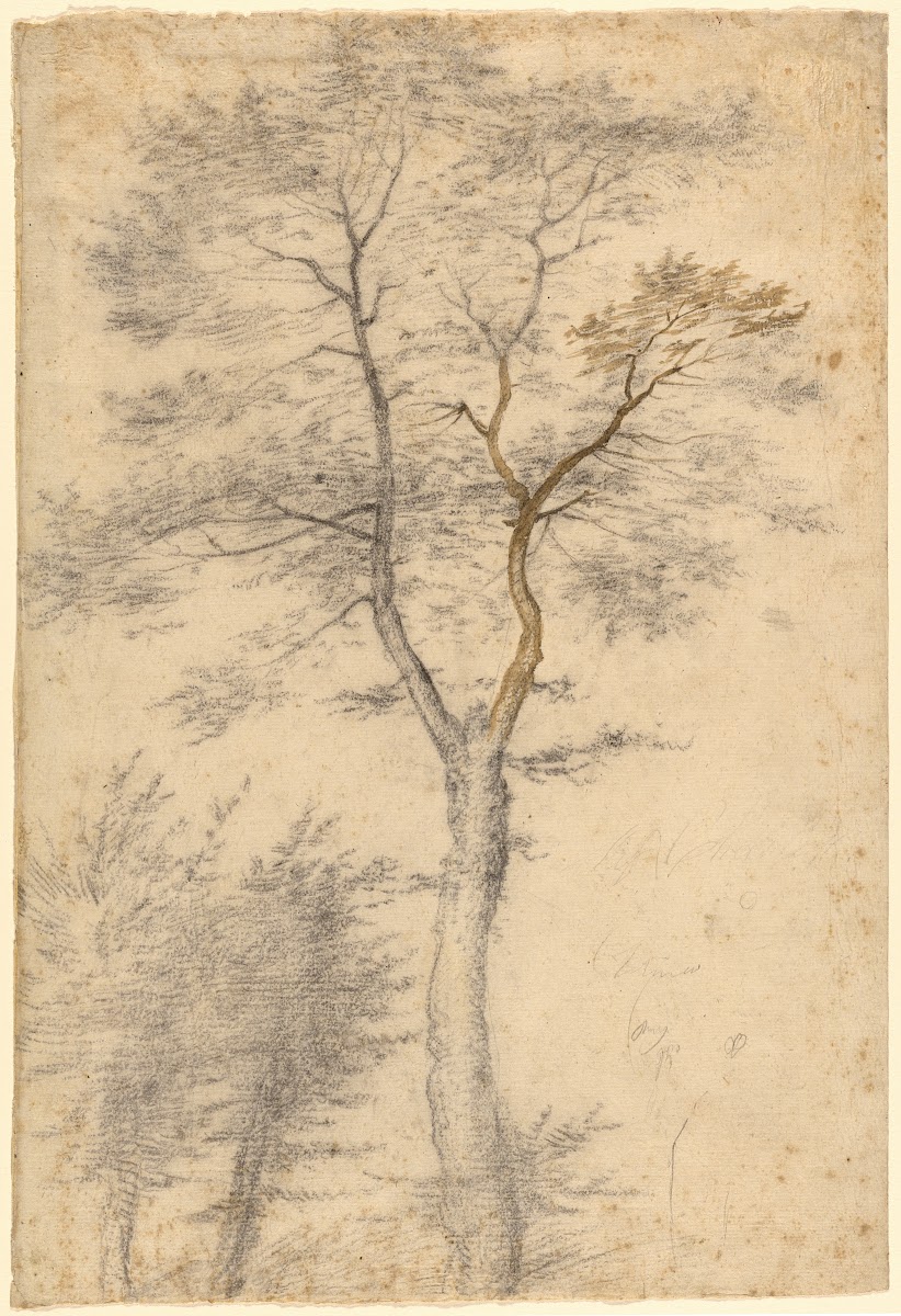 Three Studies of Trees 1508