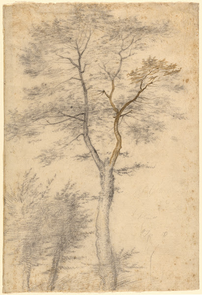 Three Studies of Trees 1508