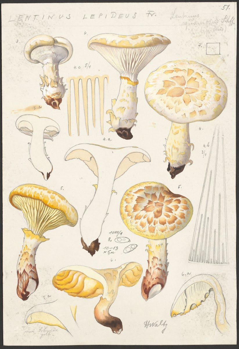 Lentinus lepideus Fr Lentinus squamosus Schff lepideus 1915 1945