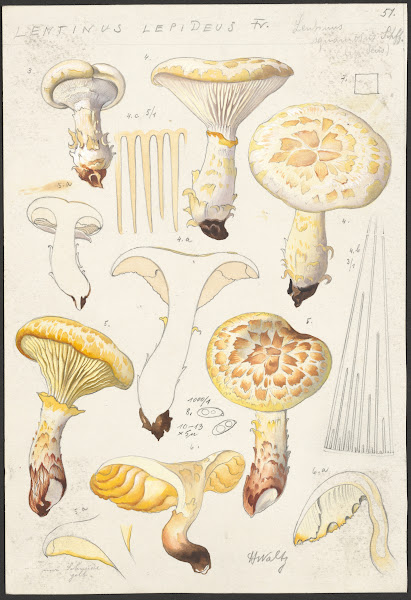 Lentinus lepideus Fr Lentinus squamosus Schff lepideus 1915 1945