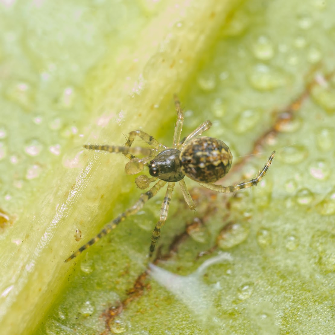 Theridion mystaceum/melanurum