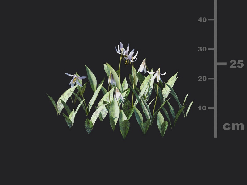 Maxtree - Plant Models Vol.116