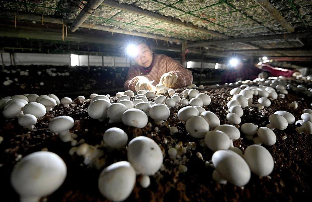Làm giàu từ Nấm mỡ (Nấm nút – button mushroom)