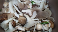 Cho ít dầu vào chảo, phi thơm đầu hành, rồi cho toàn bộ nấm vào xào chín. Nêm nếm 1 ít hạt nêm chay Knorr vào nấm để nấm đậm đà hơn, đảo đều rồi tắt bếp.