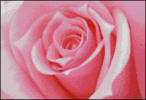 CMP 170511 Pink