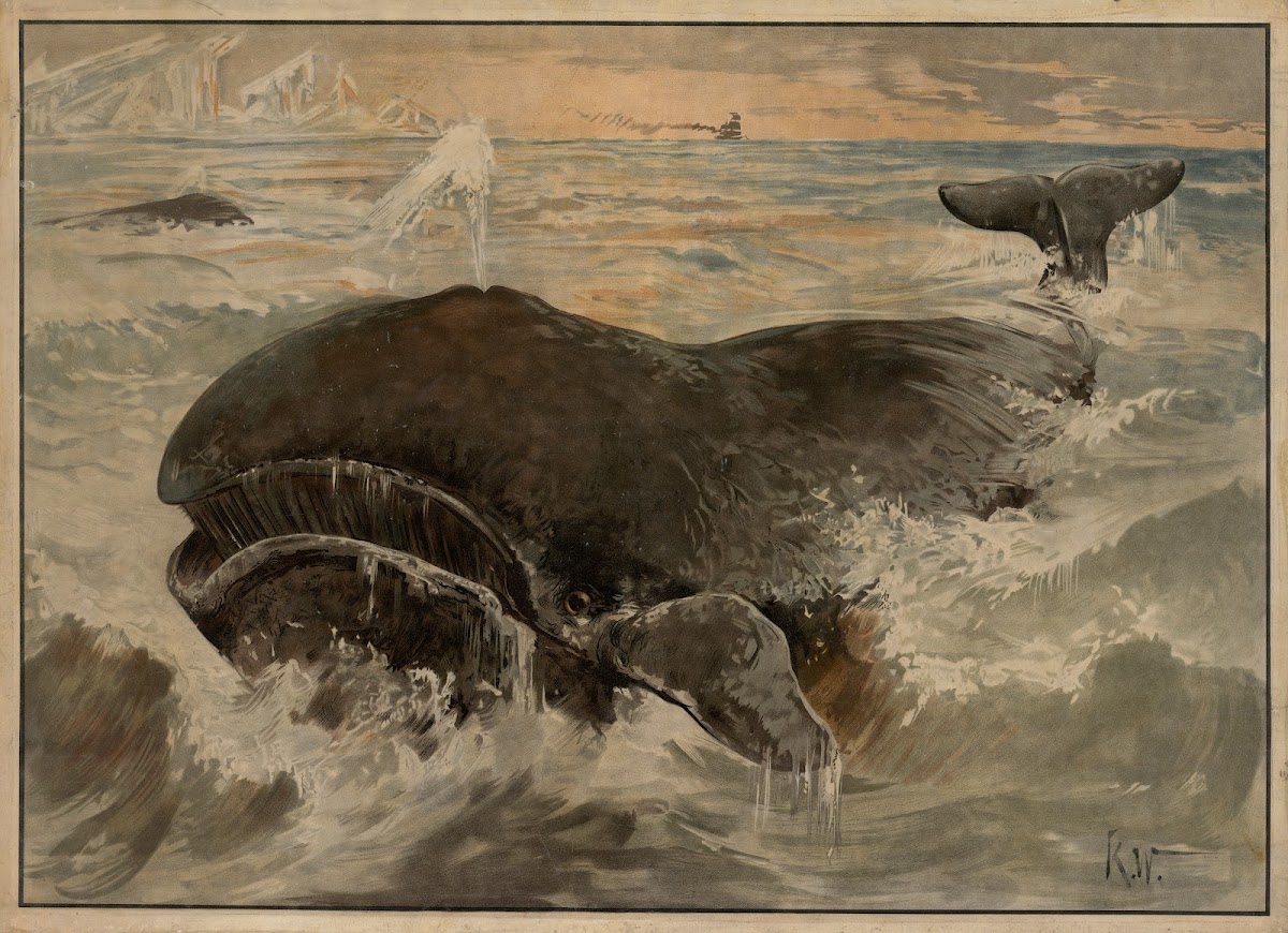 Hval 1895