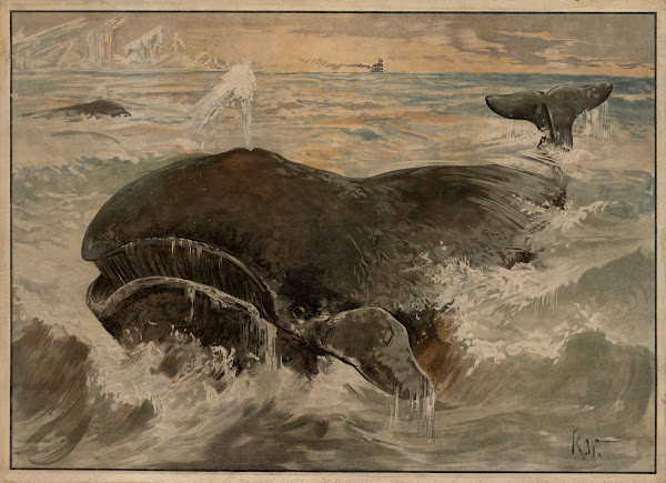 Hval 1895