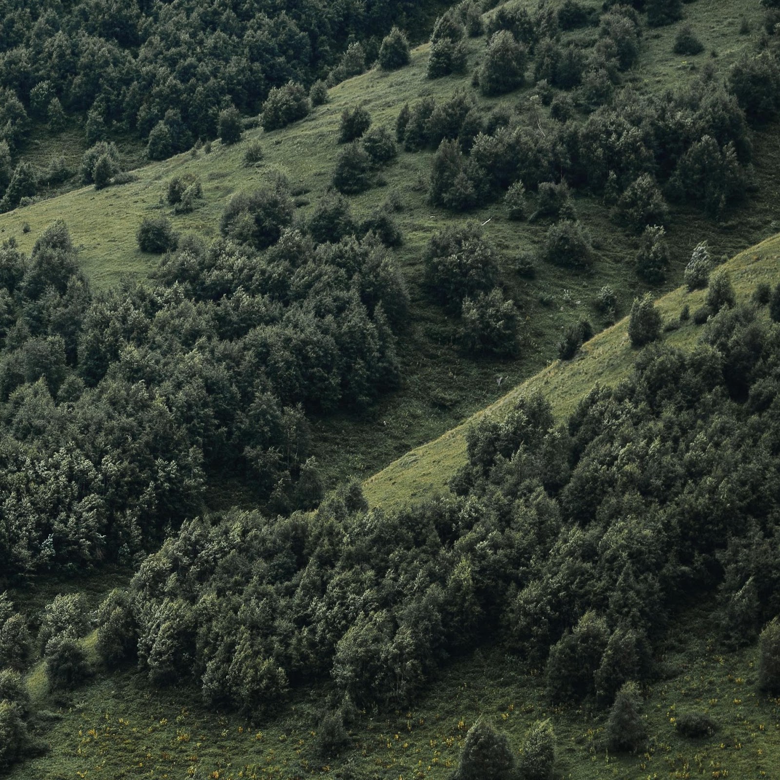 Download Green Forest Hillside With Flowers 2K iPhone