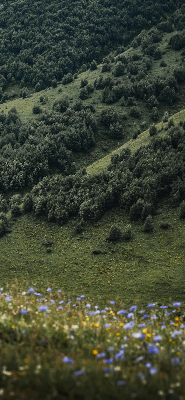 Green Forest Hillside With Flowers - Nature Photography 2K iPhone Wallpaper (1892x4099)