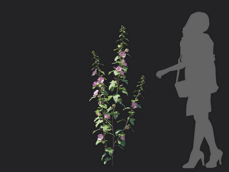 Maxtree - Plant Models Vol.129