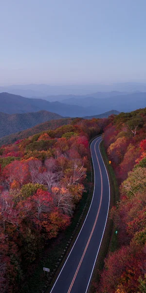 Road Through Autumn Forest And Trees 4K iPhone Wallpaper Background