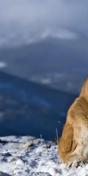 Cougar, Mountain Lion, Puma, Feline Full HD Wallpaper Background