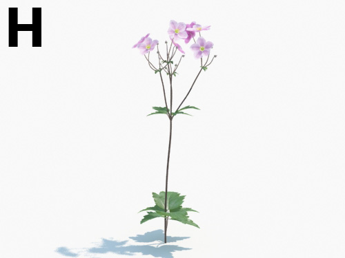 Maxtree - Plant Models Vol.3
