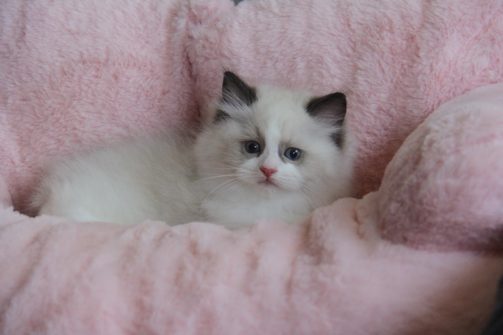 12/20出生 2號高端優質海雙布偶貓弟弟