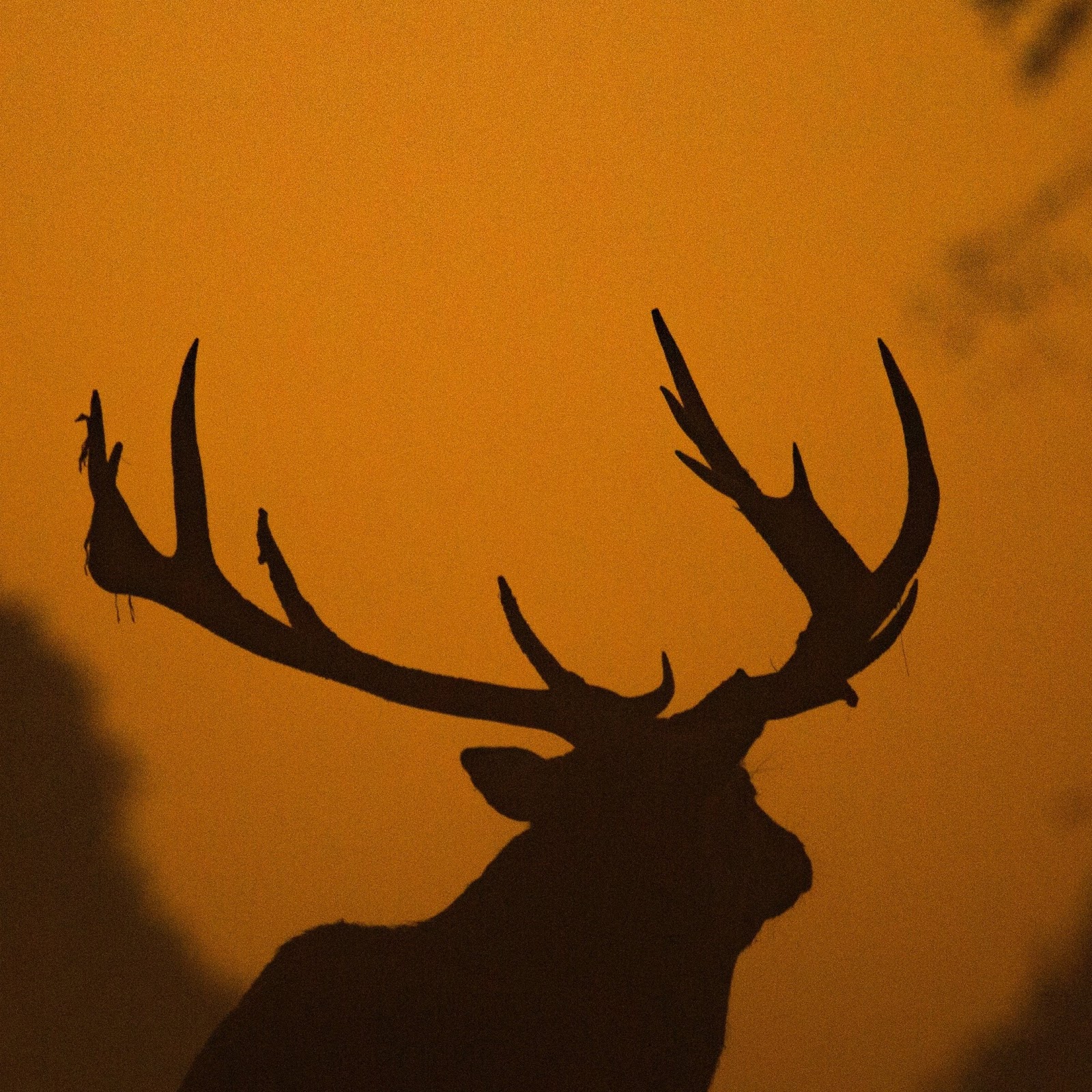 Download Deer Silhouette 4K iPhone