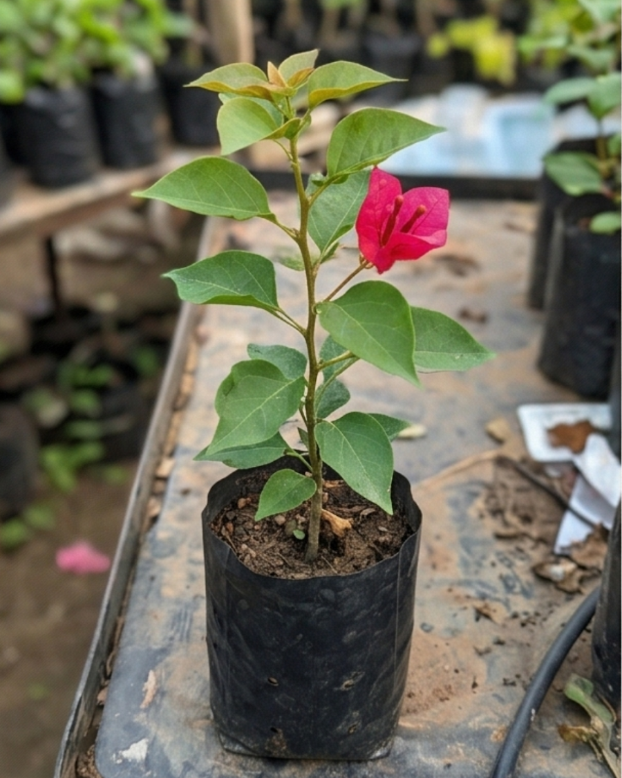 Imported Red Apple Bougainvillea Plant — view 3