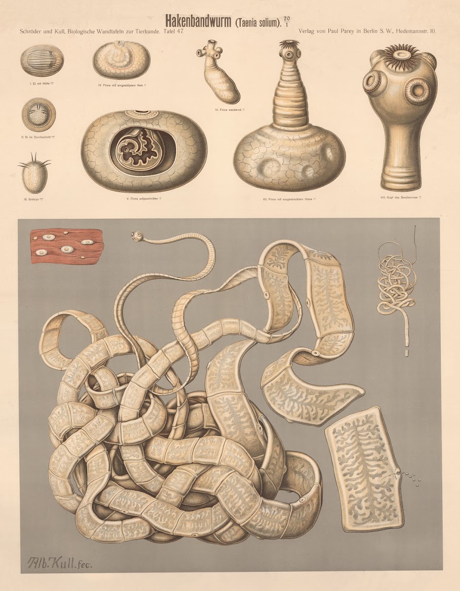 Pork tapeworm Tainia solium