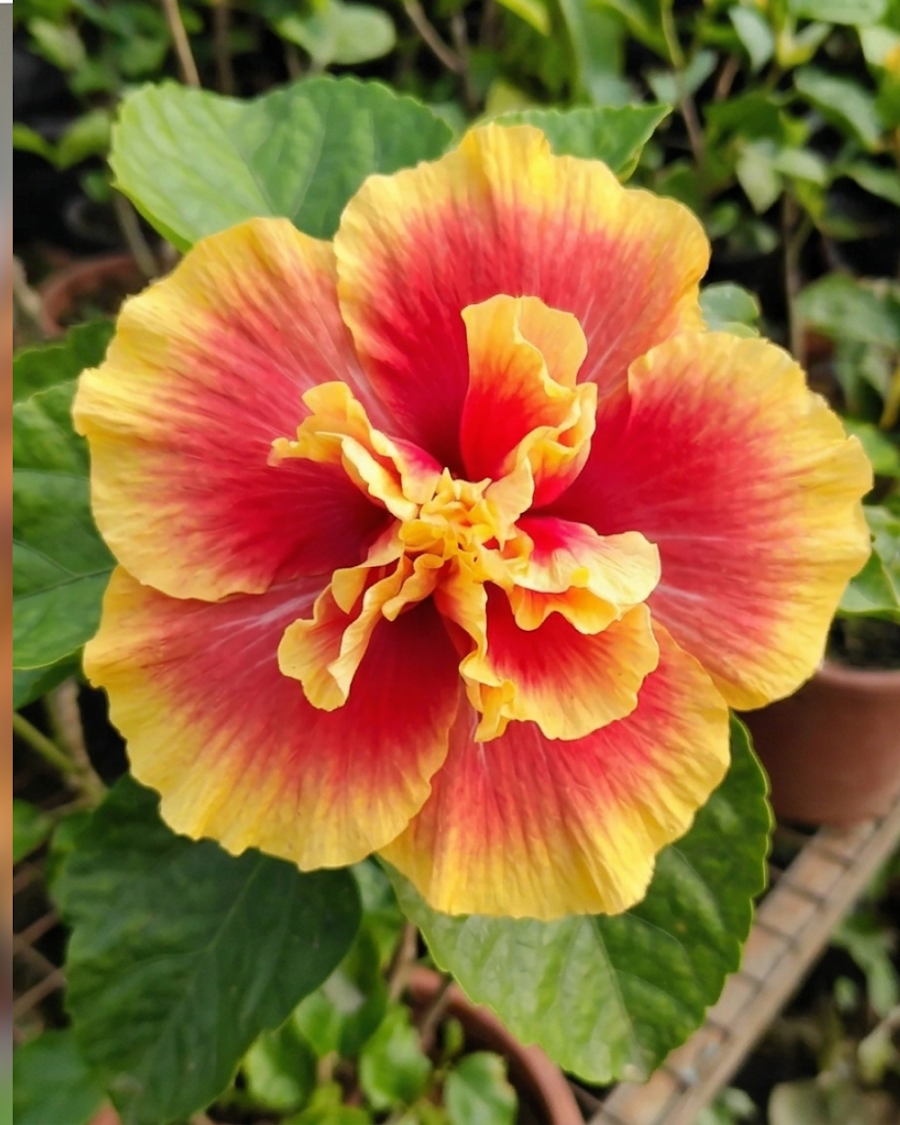 Hibiscus Mystic Splendor — view 3