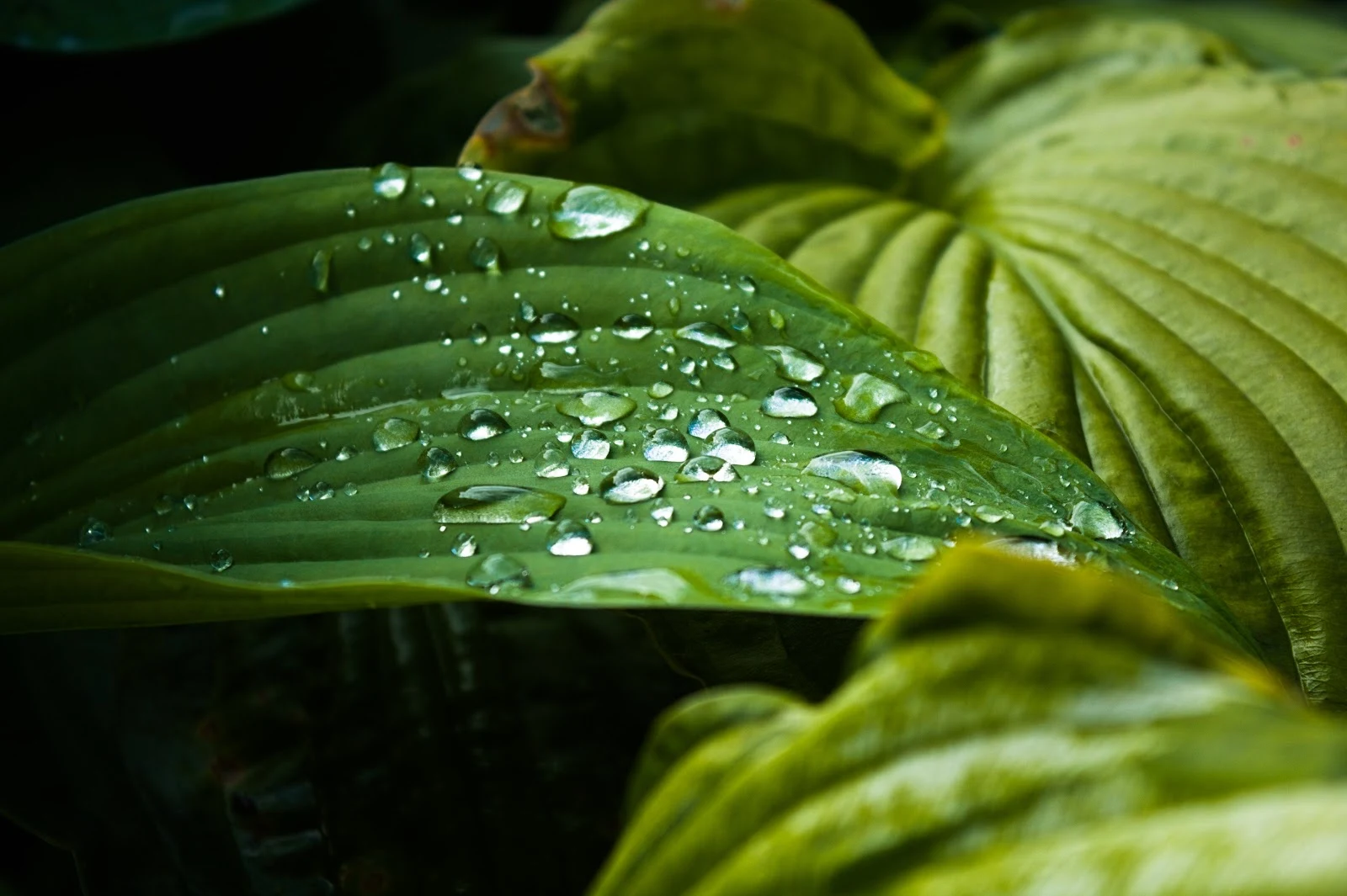 Fresh Raindrops On Foliage - Macro Photography 5K Wallpaper (5198x3460)