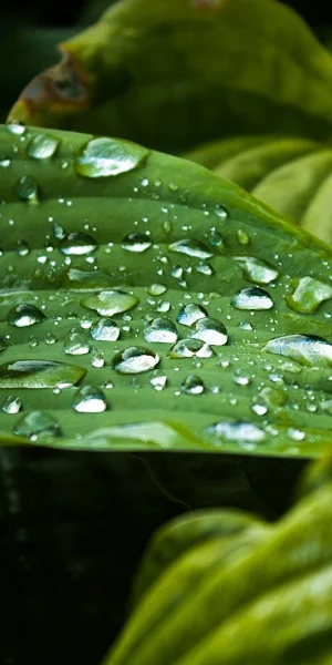 Fresh Raindrops On Foliage 5K Wallpaper Background