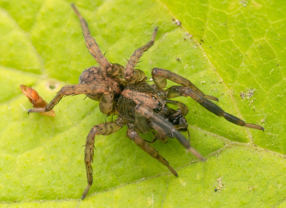 Trochosa terricola