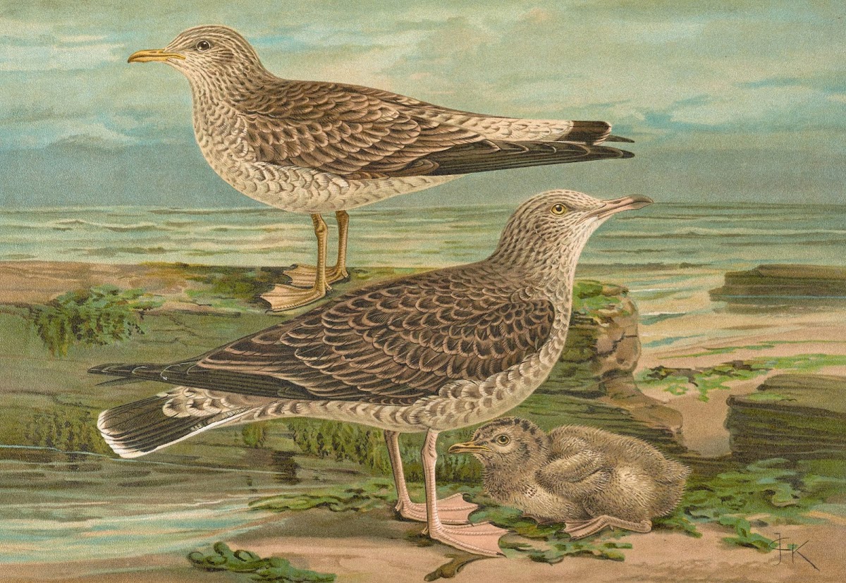 Larus canus Larus argentatus Brunn