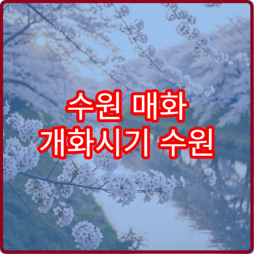 수원 매화 개화시기 수원 매화 절정 시기