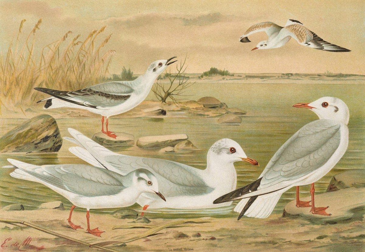 Larus minutus Pall Larus ridibundus Larus melanocephalus Natt Larus Philadelphia