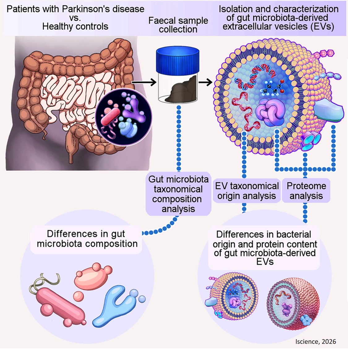 Gut microbiota-derived extracellular vesicles in Parkinson’s disease