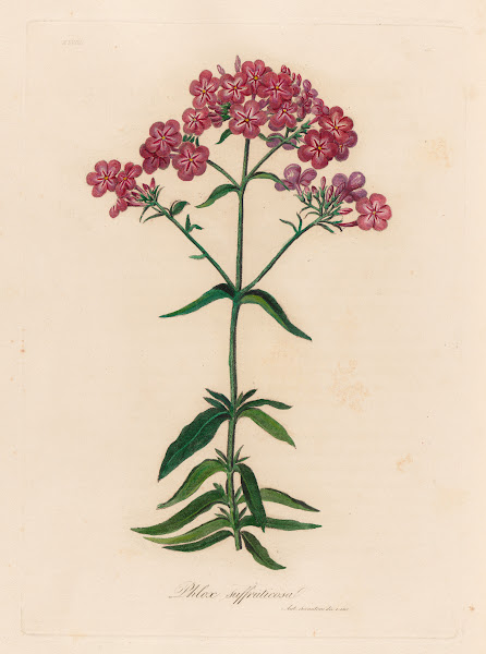 Phlox suffruticosa 1818 1824