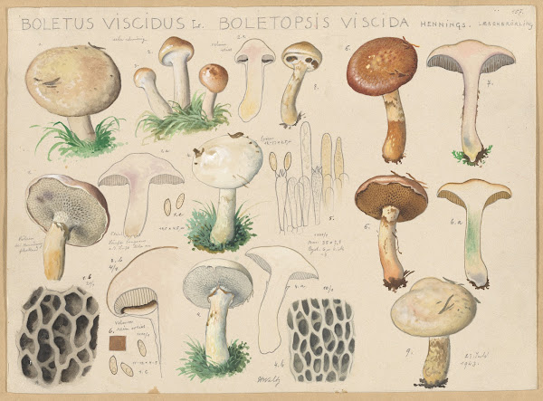 Boletus viscidus L Boletopsis viscida Hennings 1915 1945