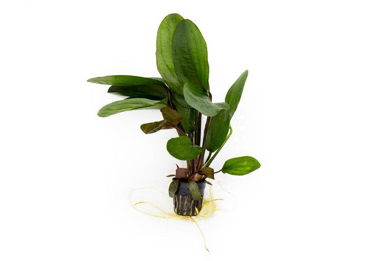 Echinodorus 'Big Bear'