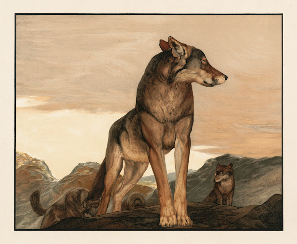 Akela the lone wolf 1903