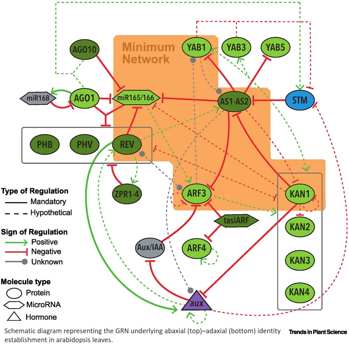 Gene regulatory networks modeling