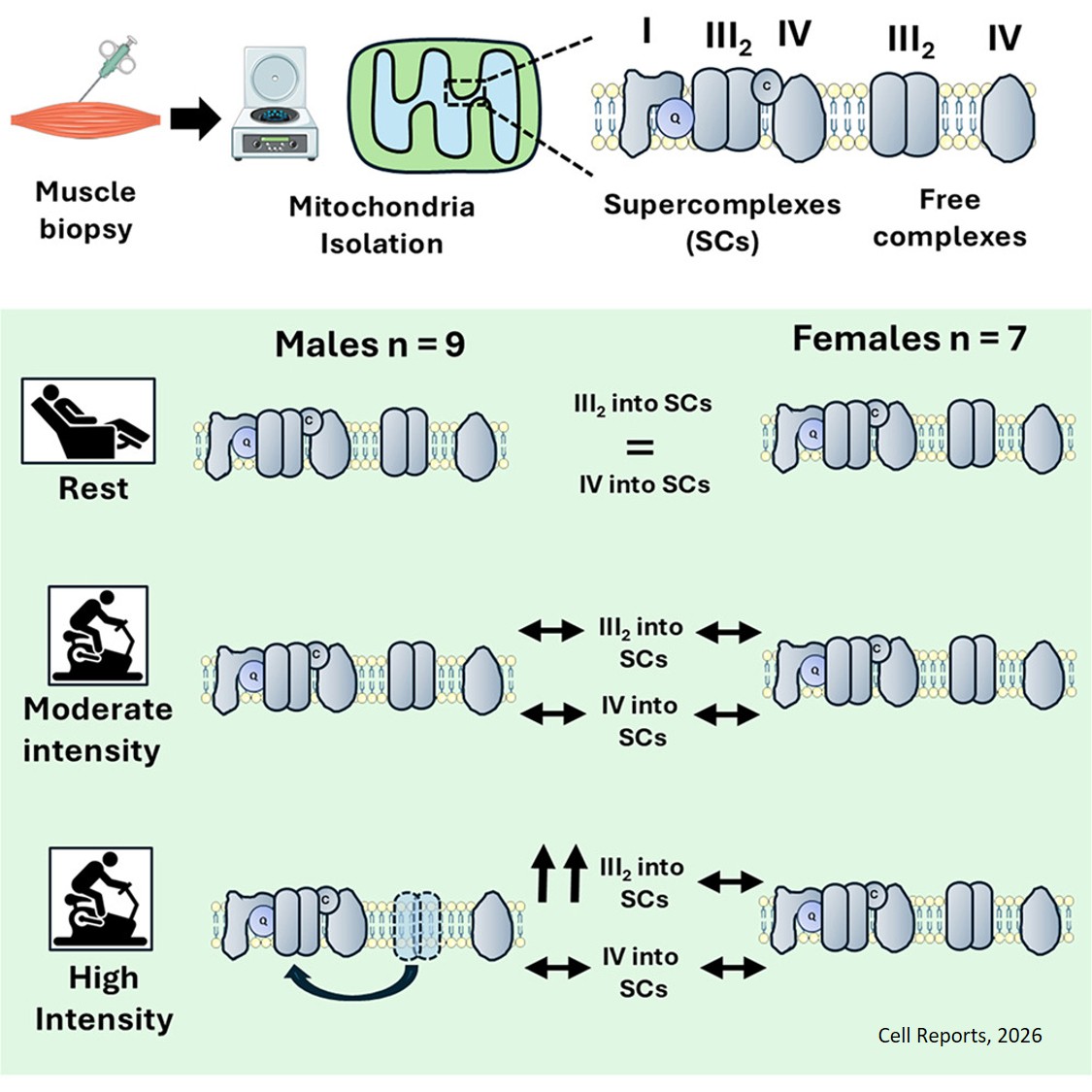 Exercise induces sex-specific assembly of mitochondrial supercomplexes