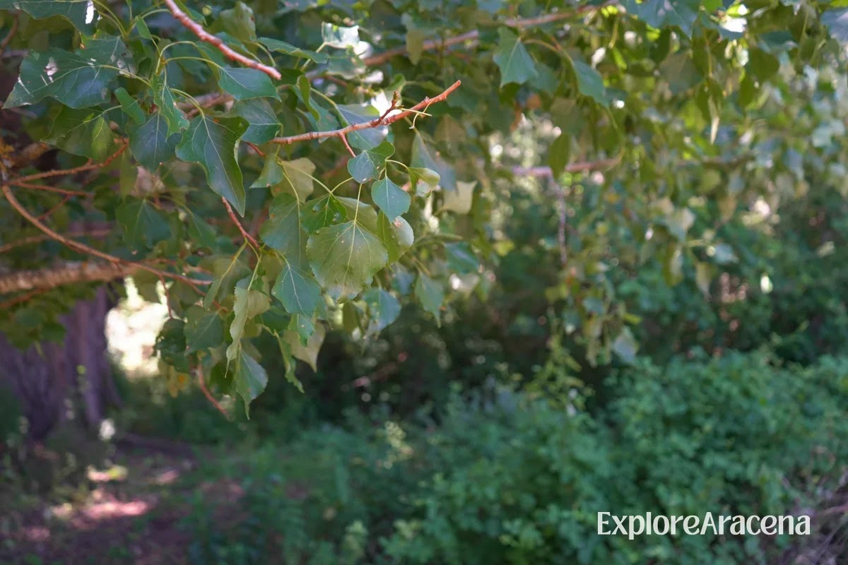 Sunlight filtering through leafy green trees in the forests of the Sierra de Aracena.